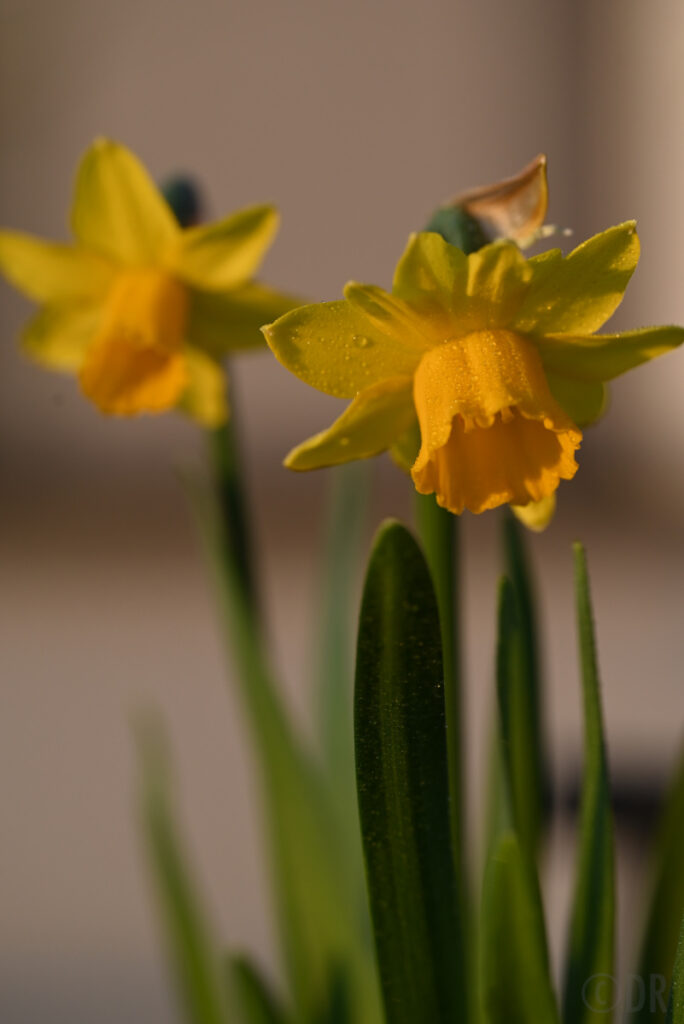 daffodil